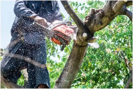 tree services New Brighton